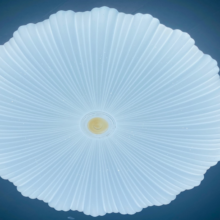 Đèn Ốp Trần Vỏ Sò 96w Phi 500 Trắng+vàng=trung Tính